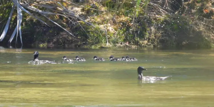 Oito patinhos-mergulhões nascem no Jalapão e representam esperança para a conservação da espécie