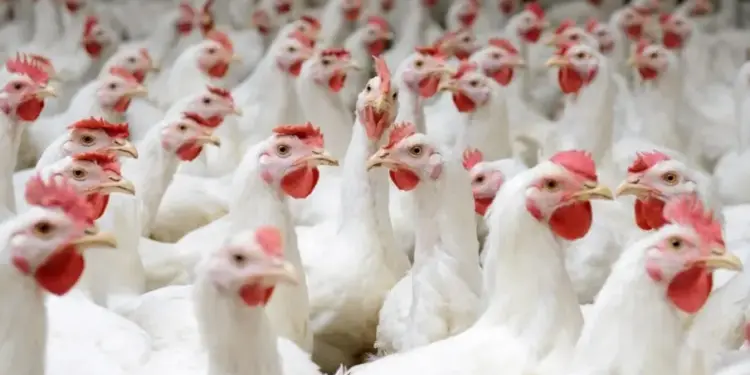 Produtores brasileiros de carnes de frango e porco projetam recordes em 2024