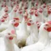 Produtores brasileiros de carnes de frango e porco projetam recordes em 2024