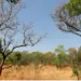 Com esforço conjunto dos órgãos ambientais, Governo do Tocantins consegue redução no desmatamento no Cerrado de 19,07%  em julho e 15,38 no quadrimestre
