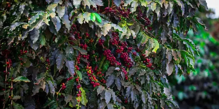 Clima afeta o café e consultoria reduz em 1,7% a projeção da safra 2024/25