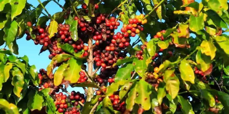 Café amazônico avança em solos degradados