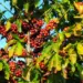 Café amazônico avança em solos degradados