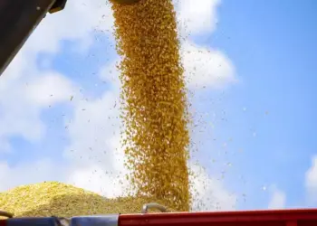 Colheita da safrinha de milho atinge 95% da área no Centro-Sul do Brasil