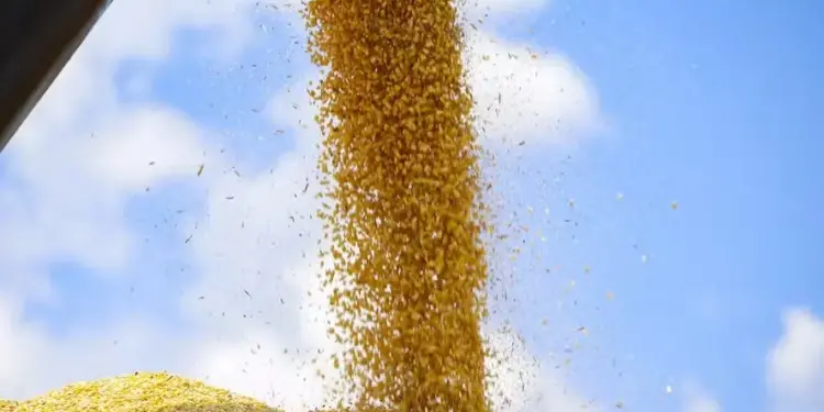 Colheita da safrinha de milho atinge 95% da área no Centro-Sul do Brasil