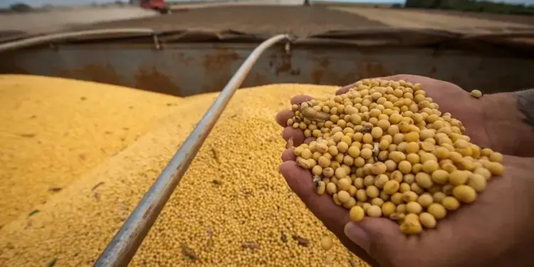 Preço da soja busca recuperação no início de agosto após queda em julho