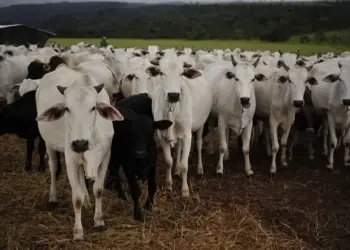 Semana passada foi a quarta consecutiva com estabilidade nas escalas de abate — Foto: Ernesto de Souza/Ed. Globo