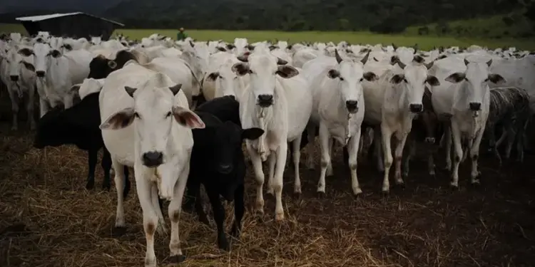 Preço do boi gordo inicia semana com estabilidade