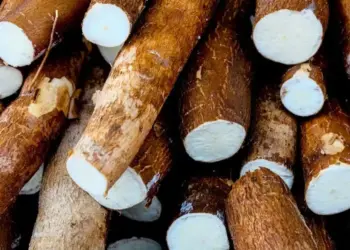 Preço da mandioca sobe 10% em julho, informa Cepea