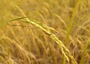 Preços elevados devem estimular plantio de arroz no Rio Grande do Sul, principal produtor nacional — Foto: Pexels