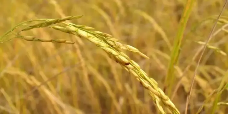 Preços elevados devem estimular plantio de arroz no Rio Grande do Sul, principal produtor nacional — Foto: Pexels