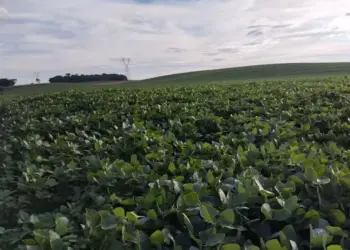 Lavouras de soja afetadas pela seca, em Campo Mourão (PR); plantações enfrentam período de 20 dias sem chuva — Foto: Marcelo Beledeli / Globo Rural