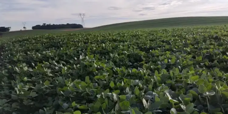 Consultoria revisa para baixo área de cultivo de soja no Brasil