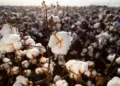 Entenda por que os preços do algodão continuarão caindo no mercado