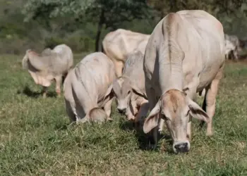 A demanda externa segue como grande vetor da firmeza às cotações — Foto: Tony Oliveira/CNA