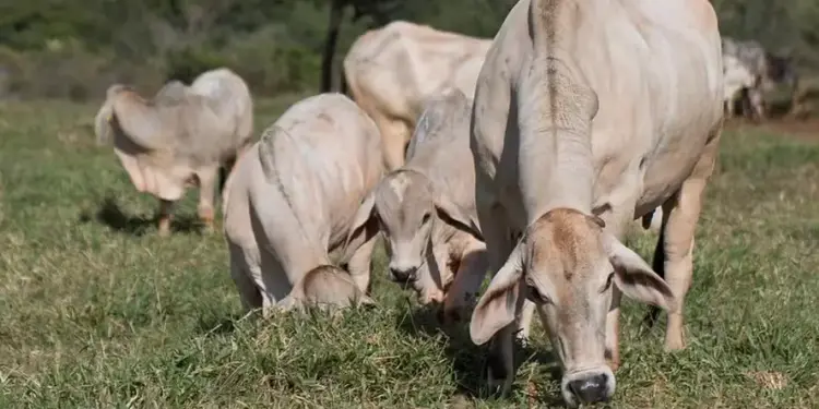Preços do gado convencional e do ‘boi China’ avançam