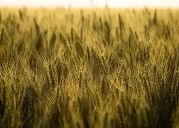 Dados da Conab apontam redução na área plantada de trigo no Brasil — Foto: Wenderson Araujo/CNA