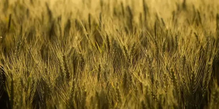 Preço do trigo sobe com demanda crescente e estoques limitados