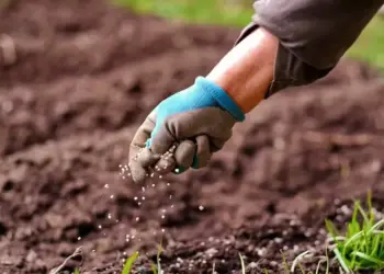 O Estado que mais concentrou a comercialização foi Mato Grosso, com 26,5% das vendas — Foto: Getty Images