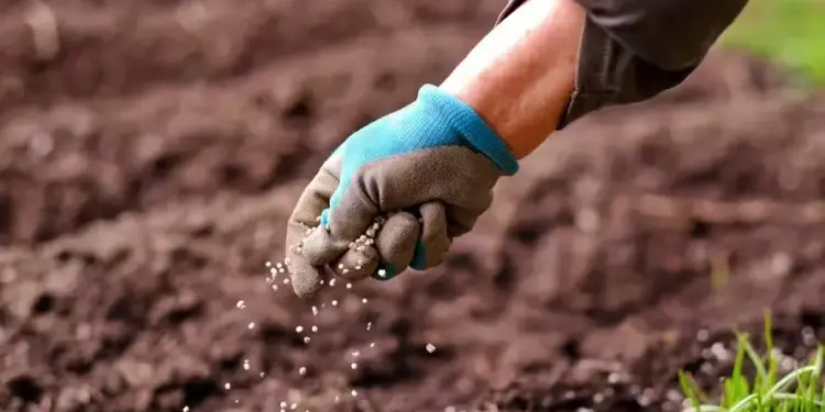 O Estado que mais concentrou a comercialização foi Mato Grosso, com 26,5% das vendas — Foto: Getty Images