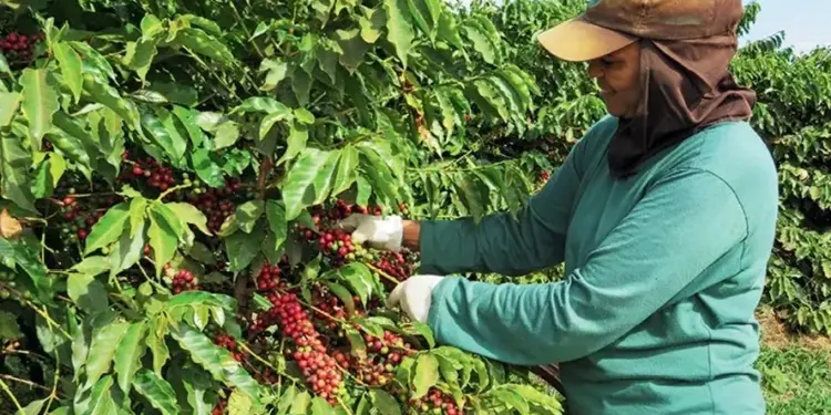 Colheita do café no Brasil avança para 92% da área, informa Safras