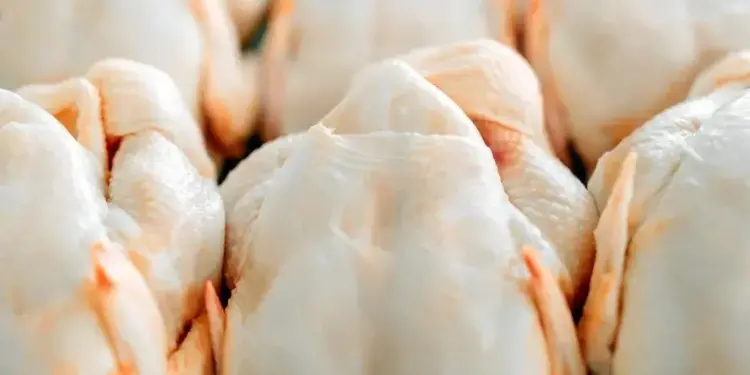 Exportações de carne de frango cresceram 7,3% em julho