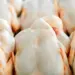 Exportações de carne de frango cresceram 7,3% em julho