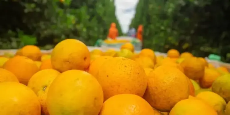Preço da laranja deve continuar em alta em agosto