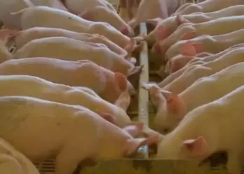 Pela primeira vez, as exportações brasileiras superaram US$ 300 milhões em receitas em um único mês — Foto: Globo Rural