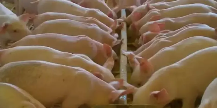 Brasil bate recorde em exportação de carne suína