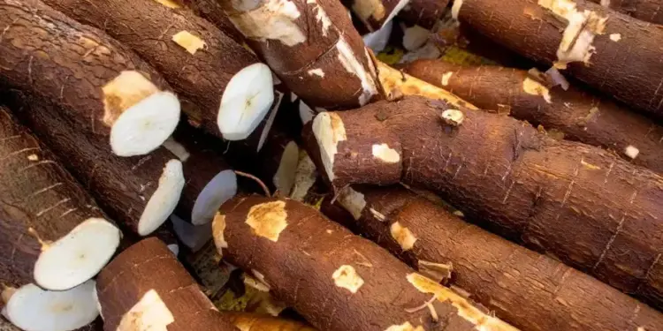 Preço da mandioca sobe e retoma patamar de janeiro