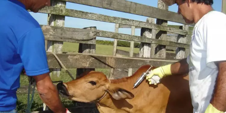 Produtor rural deve ficar atento a campanha de vacinação obrigatória contra brucelose em fêmeas bovídeas