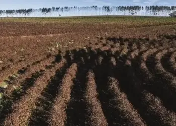 Café recua após máximas de vários anos com fatores climáticos no radar — Foto: Globo Rural