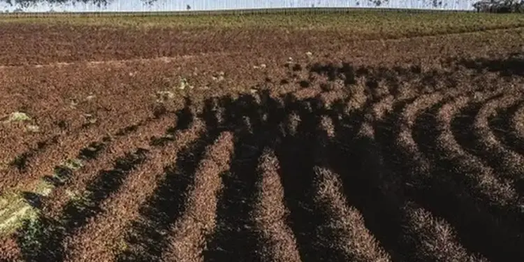 Geada em áreas de café traz prejuízo a produtores e afeta mercado