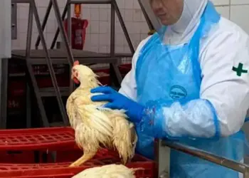 O órgão visa promover uma abordagem que reconheça a interconexão entre a saúde humana, animal, vegetal e ambiental — Foto: Anffa Sindical/Divulgação