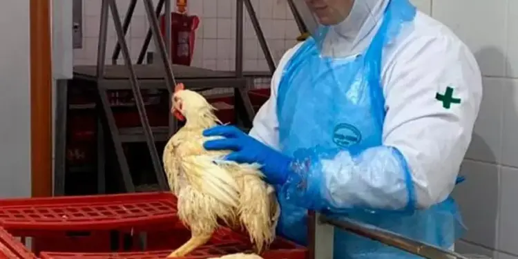 Auditores agropecuários compõem novo comitê para combater doenças de origem animal