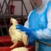 Auditores agropecuários compõem novo comitê para combater doenças de origem animal