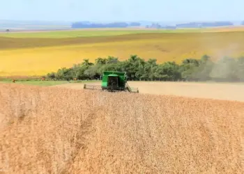 Safra de soja deve ser 4,7% menor que a última safra — Foto: Luiz Chaves/Arquivo/Secom-RS