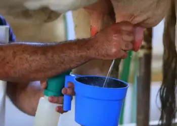 A valorização do leite ocorreu apesar do aumento das importações de produtos lácteos — Foto: Philippe Lima/Divulgação