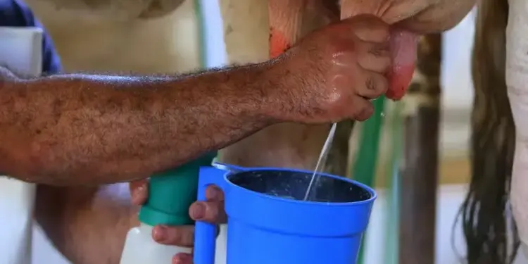 Preço do leite pago ao produtor teve alta de 1,5% em junho