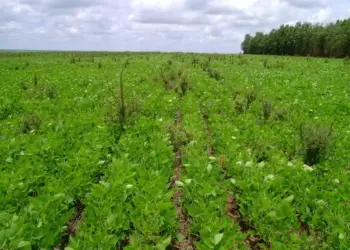 Buva é uma das plantas daninhas cuja presença está intensificada nas lavouras — Foto: Fernando Adegas/Embrapa