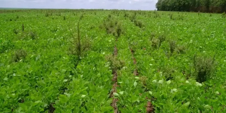 Manejo de plantas daninhas exige estratégia diversificada