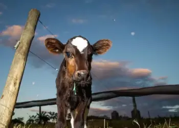O bom desenvolvimento da bezerra é ponto-chave para a produtividade da vaca leiteira no futuro — Foto: Wenderson Araujo/CNA