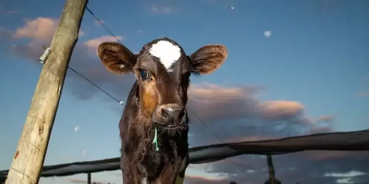 O bom desenvolvimento da bezerra é ponto-chave para a produtividade da vaca leiteira no futuro — Foto: Wenderson Araujo/CNA