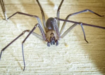 Aranha-violinista é uma espécie de aranha conhecida pelo nome científico Loxosceles reclusa
PeteMuller/GettyImages