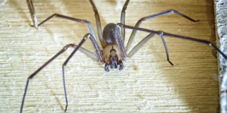 Aranha-violinista é uma espécie de aranha conhecida pelo nome científico Loxosceles reclusa
PeteMuller/GettyImages