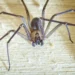 Aranha-violinista é uma espécie de aranha conhecida pelo nome científico Loxosceles reclusa
PeteMuller/GettyImages