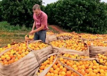 Citricultura fechou a safra com um saldo positivo de 2.163 postos de trabalho — Foto: Reprodução/Programa Globo Rural