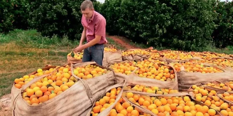 Citricultura fechou a safra com um saldo positivo de 2.163 postos de trabalho — Foto: Reprodução/Programa Globo Rural