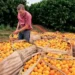 Citricultura fechou a safra com um saldo positivo de 2.163 postos de trabalho — Foto: Reprodução/Programa Globo Rural